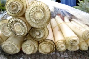 Batang Pohon Pisang (Sumber : berkahkhair.com)